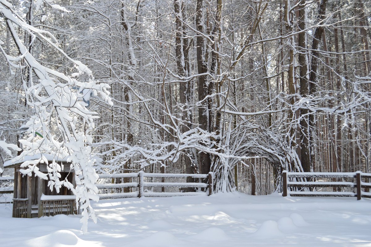 gofingerlakes's tweet photo. ⛷ The 900-acre Cumming Nature Center in Naples, Ontario Co., has over 12 miles of trails, equipment rentals, a forest preschool, and more!

🐾 Learn more: https://t.co/bMaOJI5e4b
#naturecenter #ontariocounty #getoutside #goxcskiing https://t.co/gmV1YqatAT