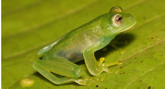 New record of Vitreorana franciscana Santana, Barros, Pontes &amp; Feio, 2015 (Anura, Centrolenidae), a glassfrog endemic to the Brazilian Cerrado 

doi.org/10.15560/20.4.… 

#Amphibian #galleryforest #MinasGerais #savannah #checklist #checklistjournal #pensoftpublishers