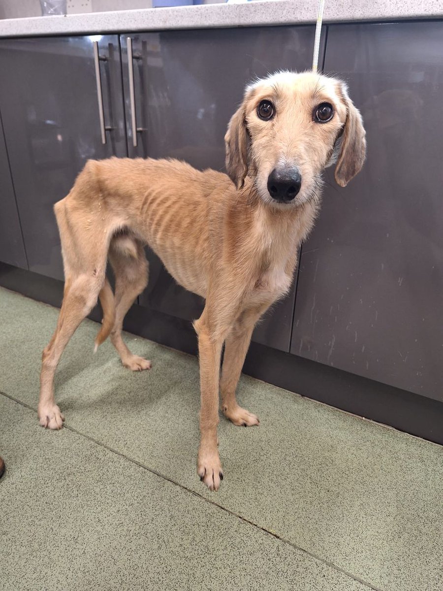 AdoptionsUk's tweet photo. Please retweet, help is available across the UK if you are struggling to feed your pet #UK 
Find Blue Cross pet food banks here 👇 https://t.co/LWtunfGH97 
RSPCA England and Wales Pet Food banks here 👇https://t.co/eZRqm2Ol2C
Pet food bank Cardiff and South Wales here👇
https://t.co/5WB3La0Y1N
@petsfoodbank
Other human food banks across the UK which often also provide pet food here👇
 https://t.co/rCJYA9br0b 
Food + Pet food Banks Scotland here👇
https://t.co/Bsh1ySTSPq

  #dogs #cats #pets #England #Scotland #puppy #puppies #dog #cat #adoptdontshop #Rescuedogs #petfood @RSPCA_official @The_Blue_Cross @APDAWG1 @DefraGovUK @ConservativeAWF @UKLabour @Keir_Starmer @AngelaRayner @LibDems @liamgallagher @willyoung @lorraine @thismorning @GMB @radioleary @BritishVets @TheKennelClubUK @PETAUK @BBCNews @itvnews @wearefordogs @LisaClareRead2 @clarebalding @AlisonHammond @marcthevet @PeterEgan6 #Lurchers #Bulldogs #AmericanBulldogs #Huskies #Spaniels #puppies 
  
Below,  Rory, dumped in #Newport, #Wales, now safe.