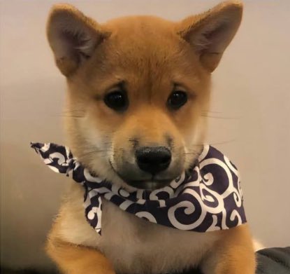 theenetworkking's tweet photo. @shahh Bro I’m not gonna lie! I think the $scarf stays on 👀 https://t.co/aPlmt8dTfu