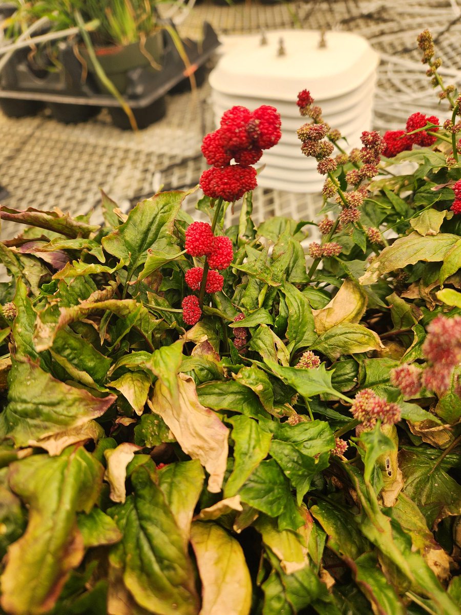 Breanne Tidemann tweet media