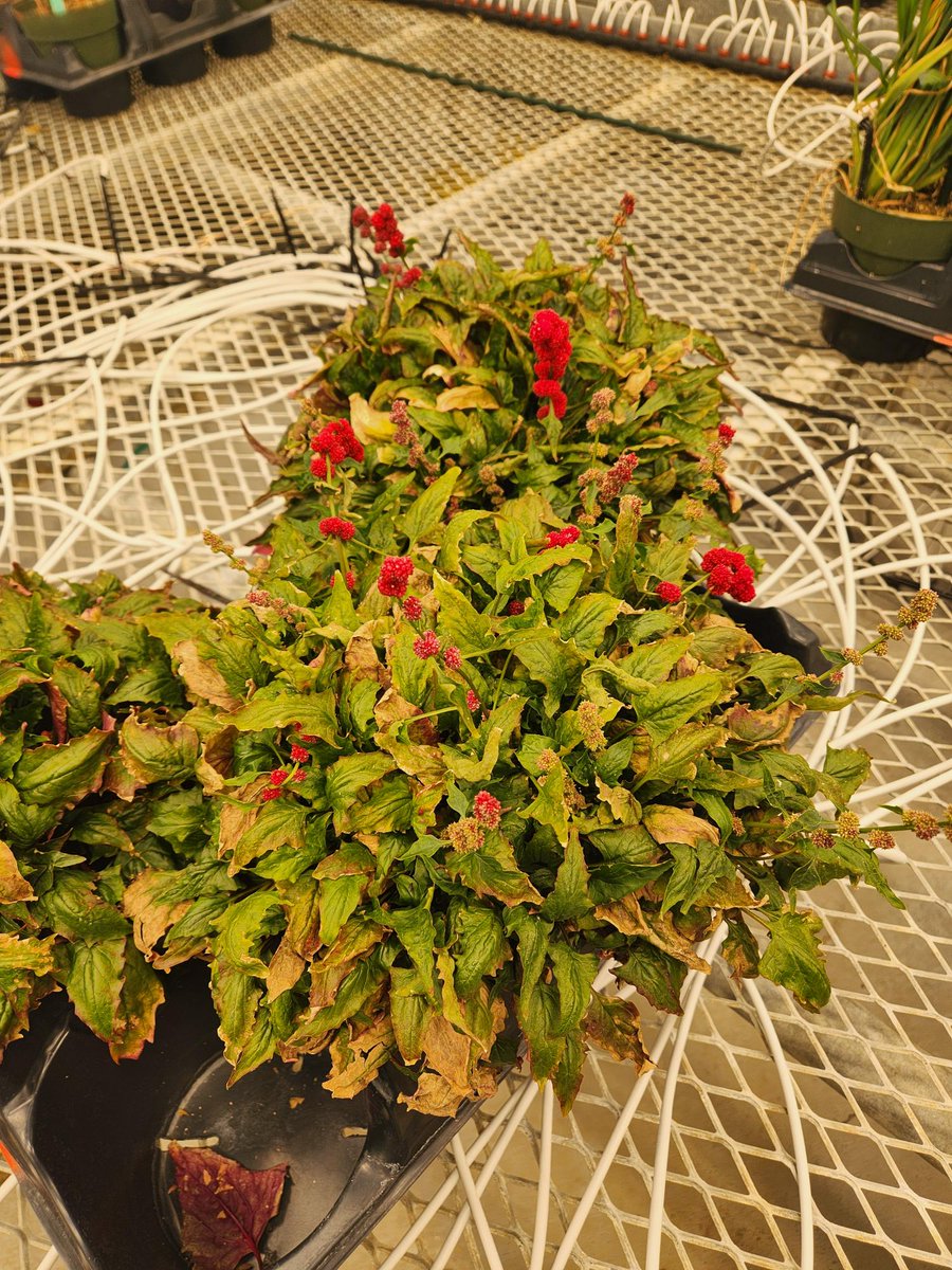 Breanne Tidemann tweet media