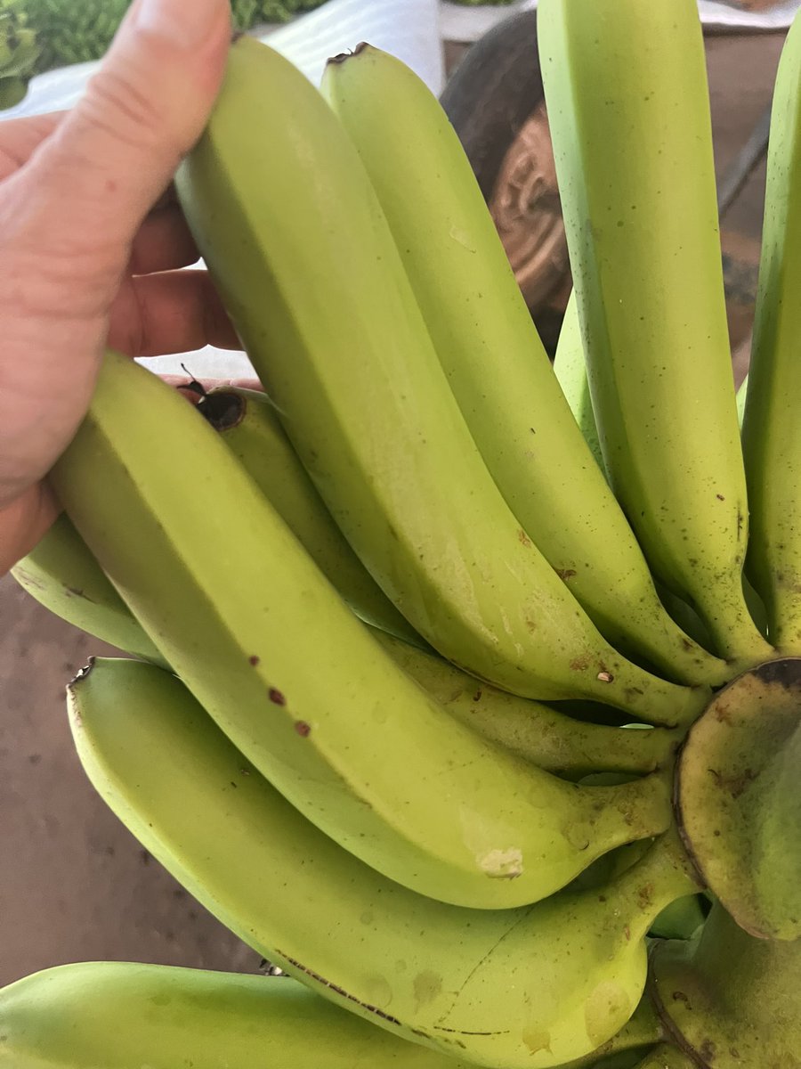 Pecho Ortiz tweet media