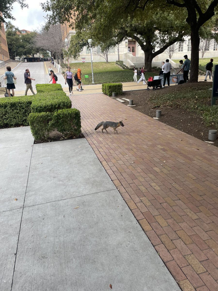 Shrink U u little feline nigga