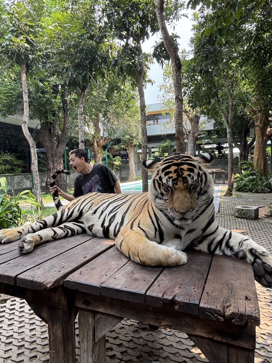 _treejo's tweet photo. Caught a tiger by its tail https://t.co/ON9U4LD9ZP