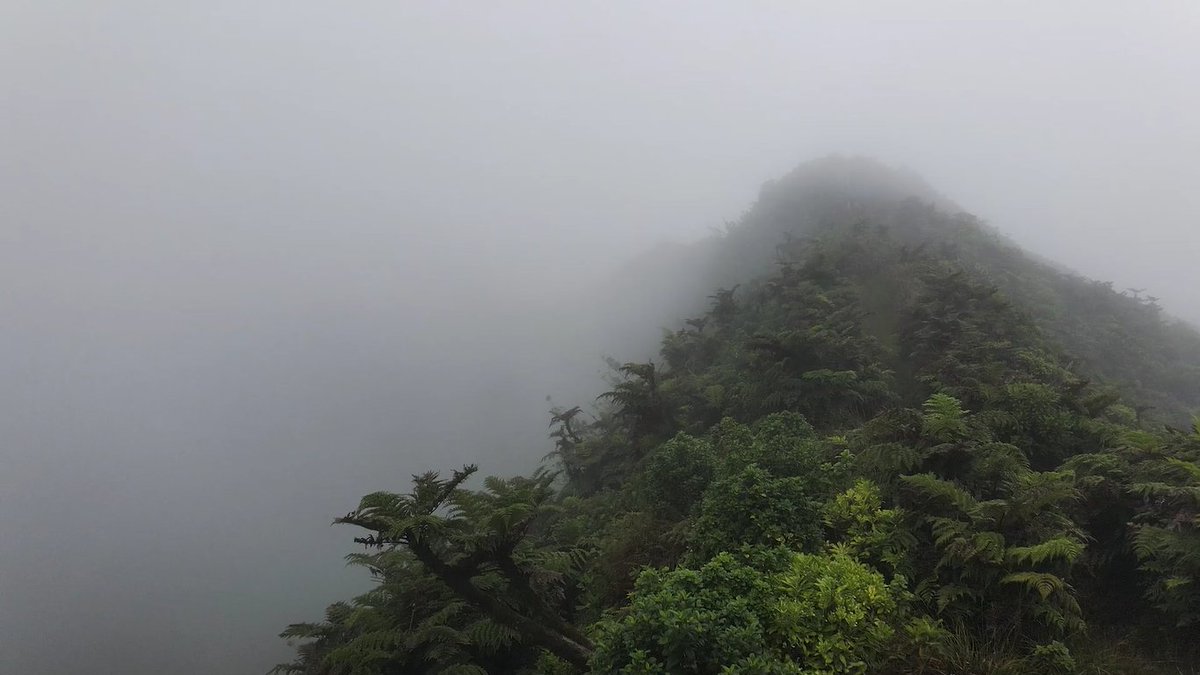 StHelenaPeaksNP's tweet photo. In 2023 alone, mist capture contributed 51-75% of water available for stream flow or as groundwater on St Helena (estimate), emphasising the importance of the #cloudforest in relation to #watersupply! 🇸🇭💧Learn more in the #SHCFP Y3 Water Report: https://t.co/s4jLPaJ2ki https://t.co/YptmYEuuWa