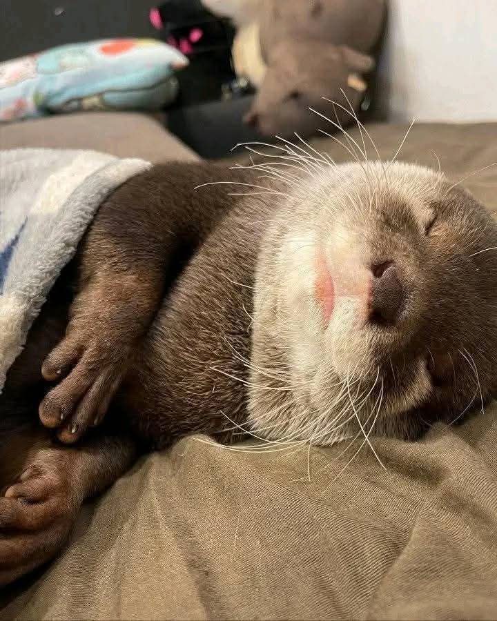 otters_funny's tweet photo. Great photography 🥰🥰 https://t.co/fBSzaLhuvG