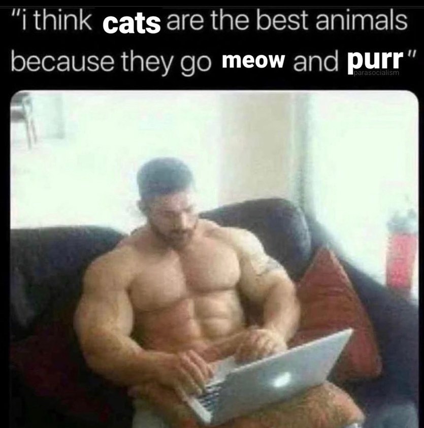 Punch Cat (@punchingcat) on Twitter photo 