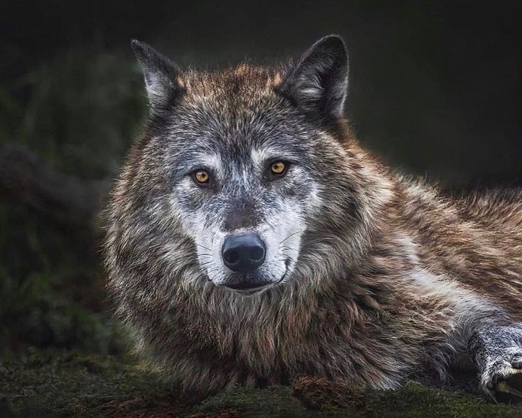 Wolf (@wolflope) on Twitter photo 