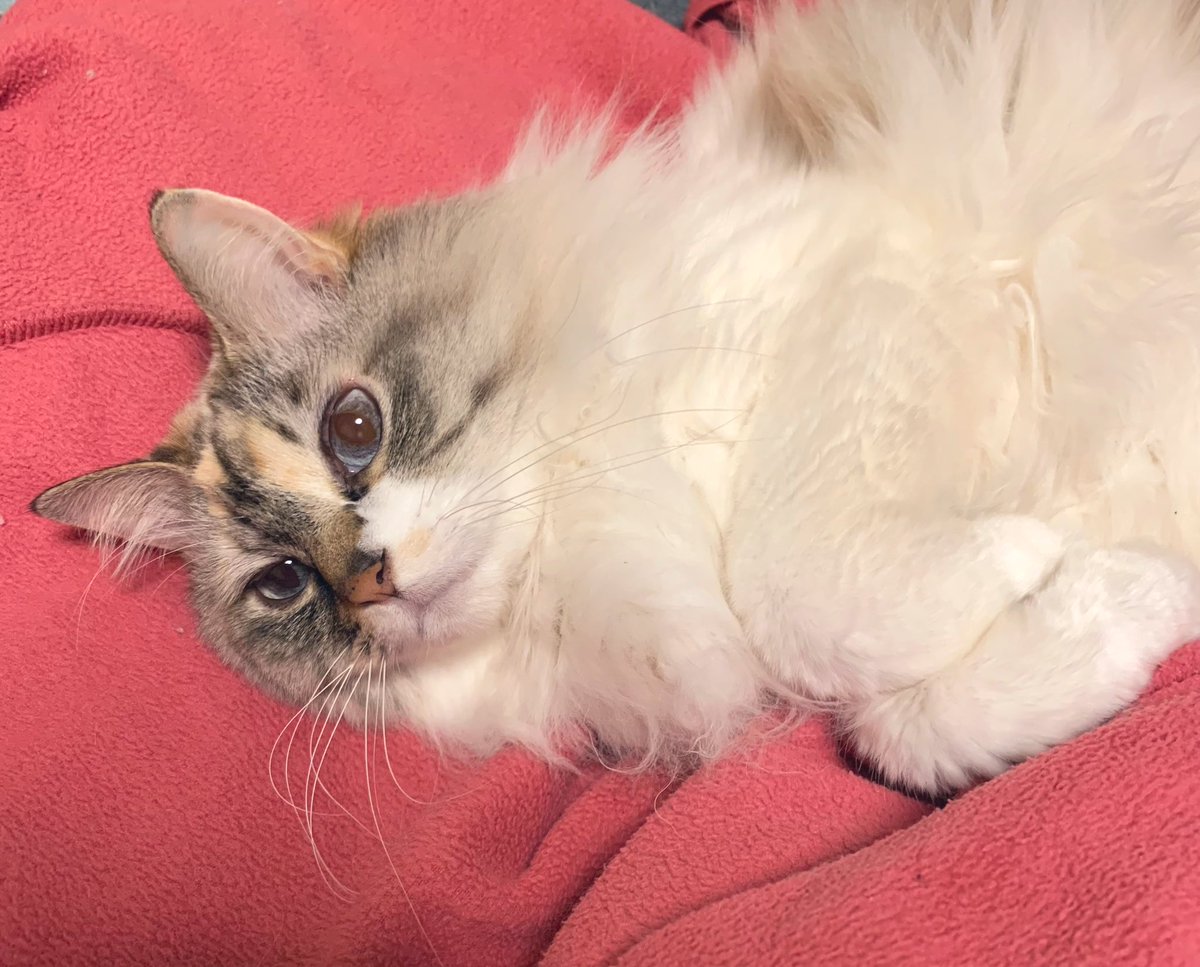 faacocat's tweet photo. うちの猫は、ブルベ夏です
#ファーコ様 https://t.co/Pe52JWYLTP