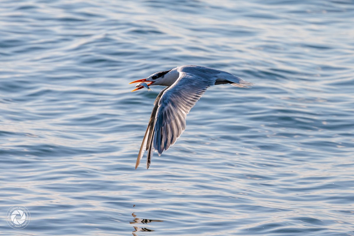 _naturewildlife's tweet photo. A Royal Tern (Thalasseus maximus) mid-flight, just after catching its meal! ๐ This elegant seabird is a common sight along the coasts of Dominica, using precision dives to hunt its prey. Natureโs beauty in action! ๐
#BirdsofDominica #WildlifePhotography #RoyalTern #Seabird #BirdWatching #NatureMoments