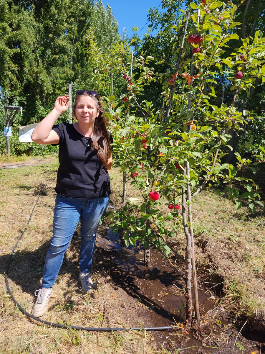 Seguimiento del desarrollo  y madurez de  frutos de nuestras selecciones avanzadas establecidas en huertos comerciales....aproximándonos a una nueva cosecha💪<a href="/leowilchez/">Leonardo Alexis</a> <a href="/INIAQuilamapu/">INIA Quilamapu</a>
