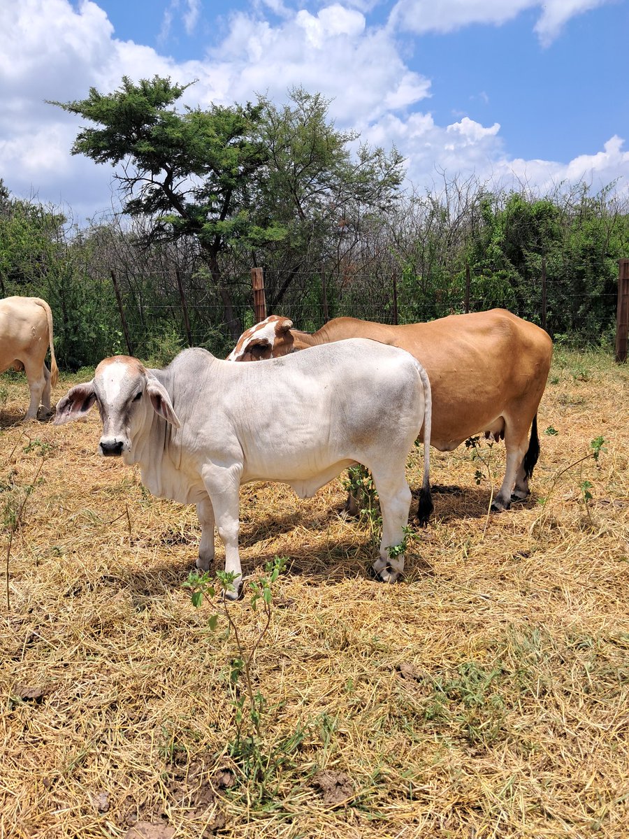 My wife's favorite cow of all in our camps - a true beauty and the heart of our herd. 💎💎
<a href="/IpelengKwadi/">Ipeleng Kwadi-Seboni</a>