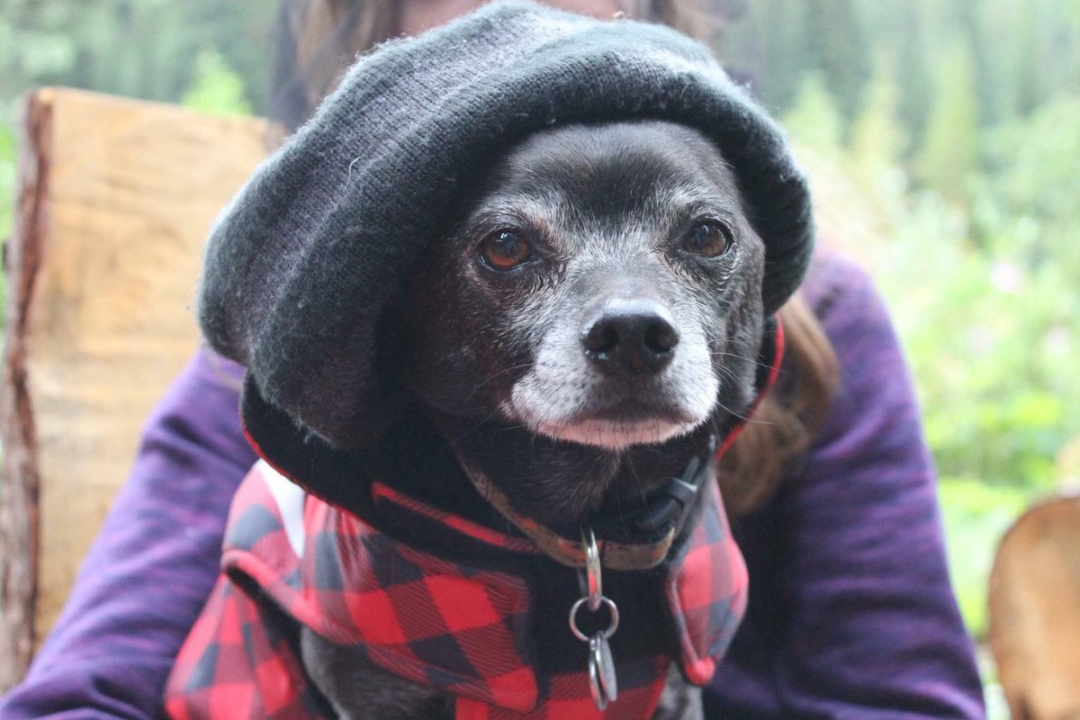 Make your pet a priority in 2025.

Join us for in-person or group Zoom #PetFirstAid certification: walksnwags.com/pet-first-aid-…

Or learn independently at home:
walksnwags.org

Your pet is worth it.