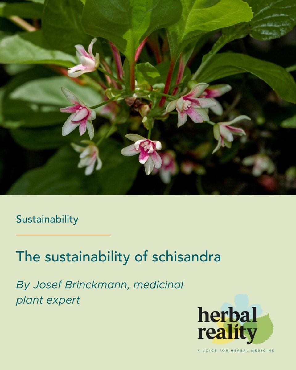 HerbalReality's tweet photo. Schisandra is native to eastern Asian forests, sharing its home with animals facing population threats. Josef Brinckmann shares insight on the harvest and trade of schisandra species and initiatives that protect endangered forest inhabitants.

https://t.co/k1UFGZ4QsR https://t.co/0BYpphOlS2