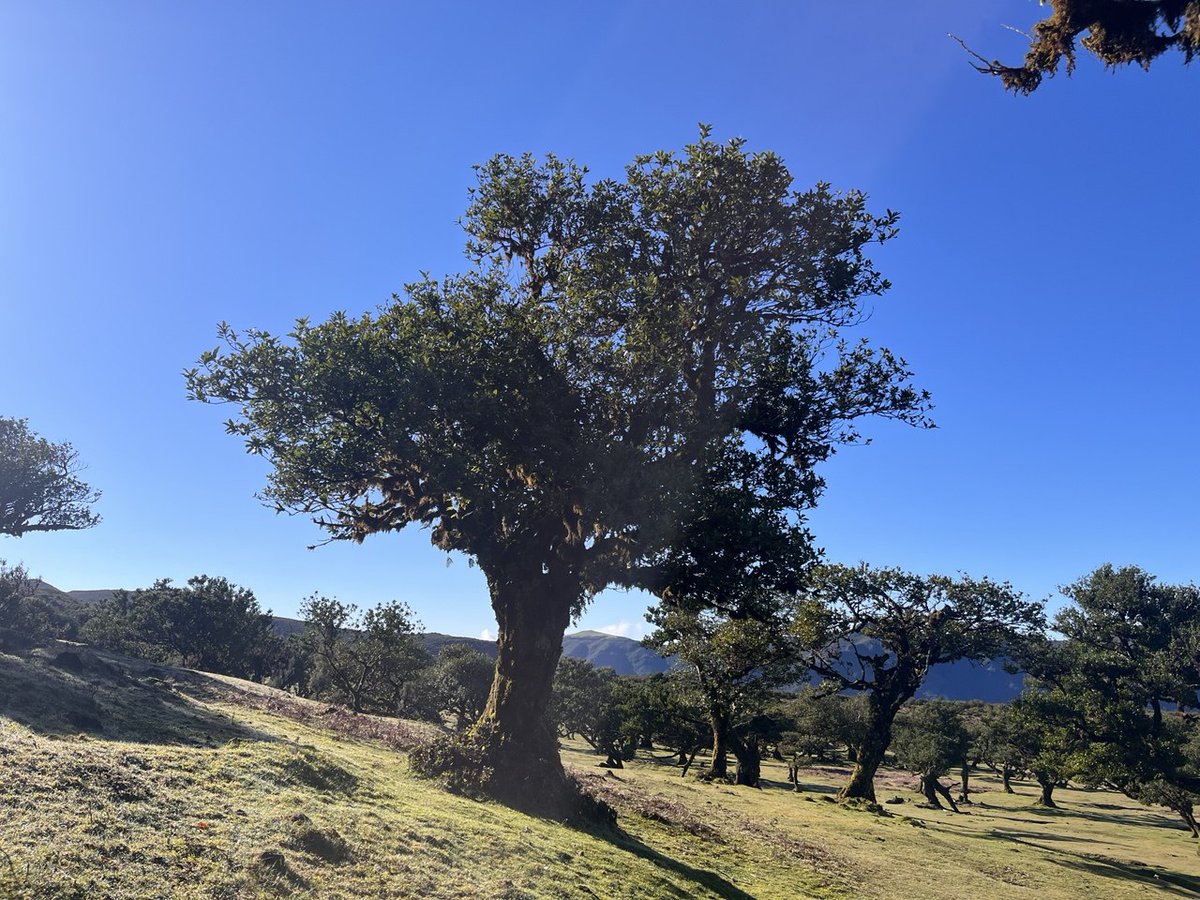 reflectionwalks's tweet image. Old trees are like humans. Interconnected underneath the obvious level, high level of singularity, exposed to either favourable or less favourable circumstances, able to adapt or to break and able to bring about new life. How about your life?