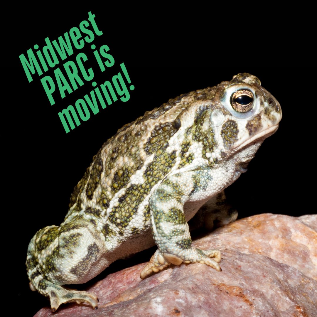 We're closing our X account! Be sure to follow MWPARC on Instagram (@mwparc) and Facebook. 

📸: Great Plains Toad by Dan Fogell. #moving #herps #conservation #reptiles #amphibians
