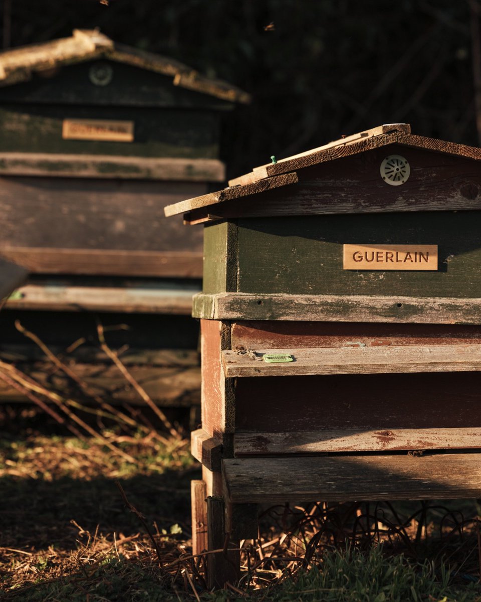 Guerlain's tweet image. Honey power, sourced from some of nature’s most unspoilt landscapes.
Guerlain unlocks deep skin repair* in Ireland with new Abeille Royale Youth Serum.

*In the epidermis 

#Guerlain #AbeilleRoyale