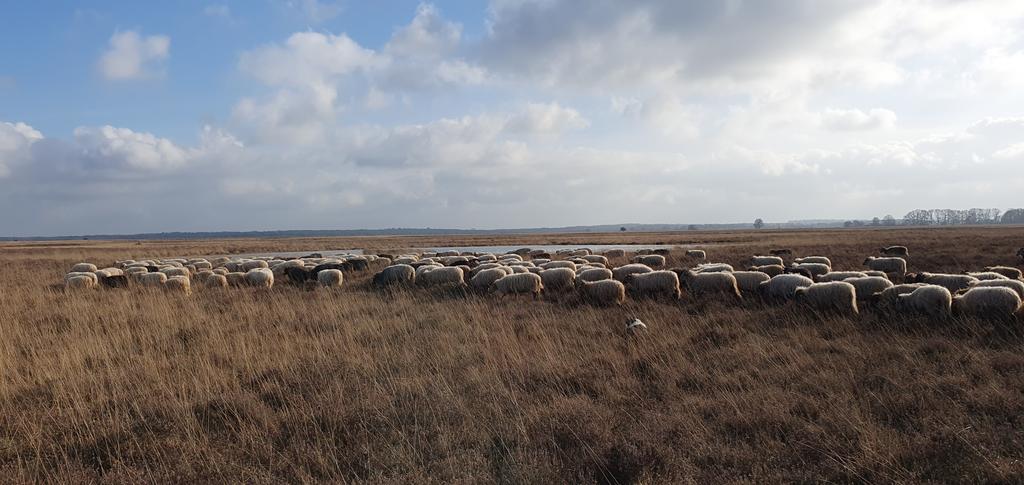 Wat een heerlijke dag weer op het <a href="/Dwingelderveld/">NP Dwingelderveld</a>...de #schapen eten zich rond aan de #Struikhei, en ik geniet niet alleen van de zon, maar ook van #Klapekster, talloze #Graspiepers, #Kraanvogel en overvliegende #Zeearend! 
#Natuurmonumenten