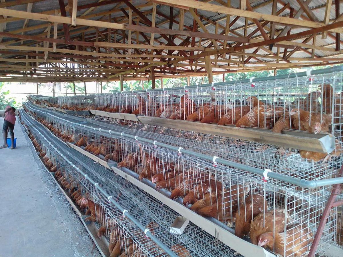 I would like to continue my #Thread on the poultry farming. I will be discussing egg production/Layers.

How to start a layers farm. The do's and don'ts. The economics of egg production, feed formulation and how to market your egg at a premium price.

Kindly follow back and RT.