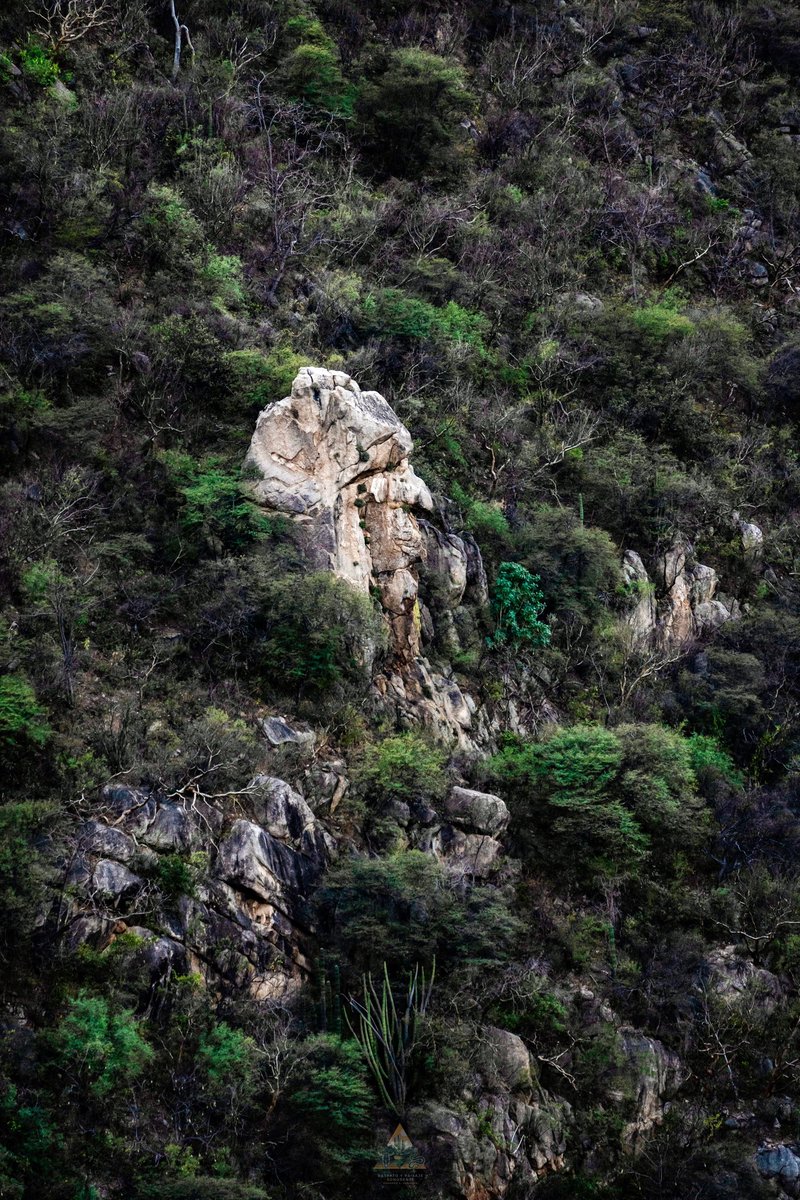 GGerardox2's tweet photo. El indio o apache de Mazocahui. Es un monumento natural que asemeja el rostro de un apache, se puede encontrar en la ruta del Río Sonora, tramo Mazocahui-Ures kilómetro 91. https://t.co/pi93RkChcd