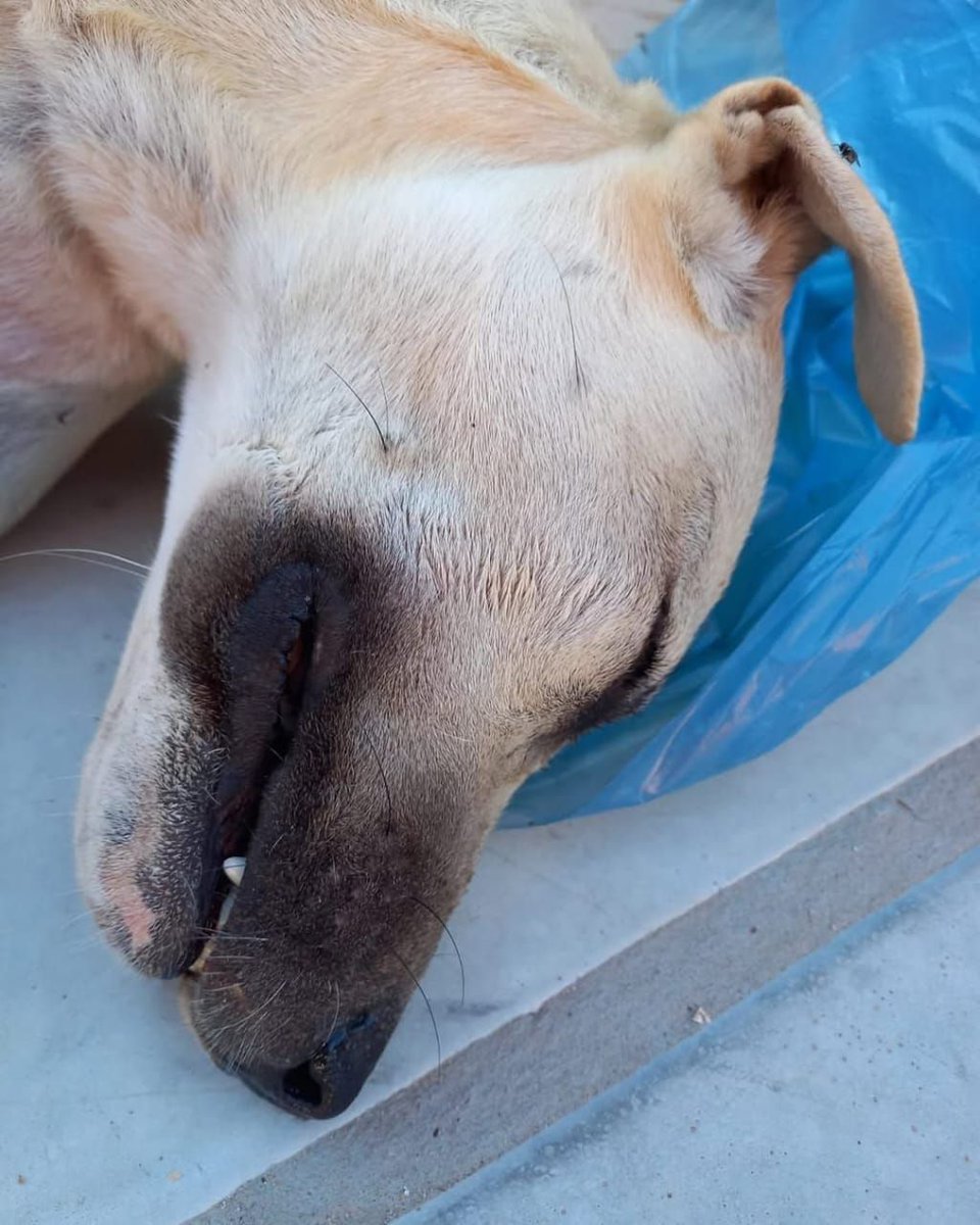 defensanimalpy's tweet photo. Actualización Denuncia 4968/25, de la Causa Fiscal 65/2025‼️ 

¡Caso Dogo, perrito que murió atado al sol en Villa Hayes! 

¡Les informamos que se ha IMPUTADO A LA PROPIETARIA solicitando al Juez las medidas correspondientes, y la PROHIBICION DE ADQUIRIR O POSEER otras mascotas! https://t.co/HKEz6r06wZ