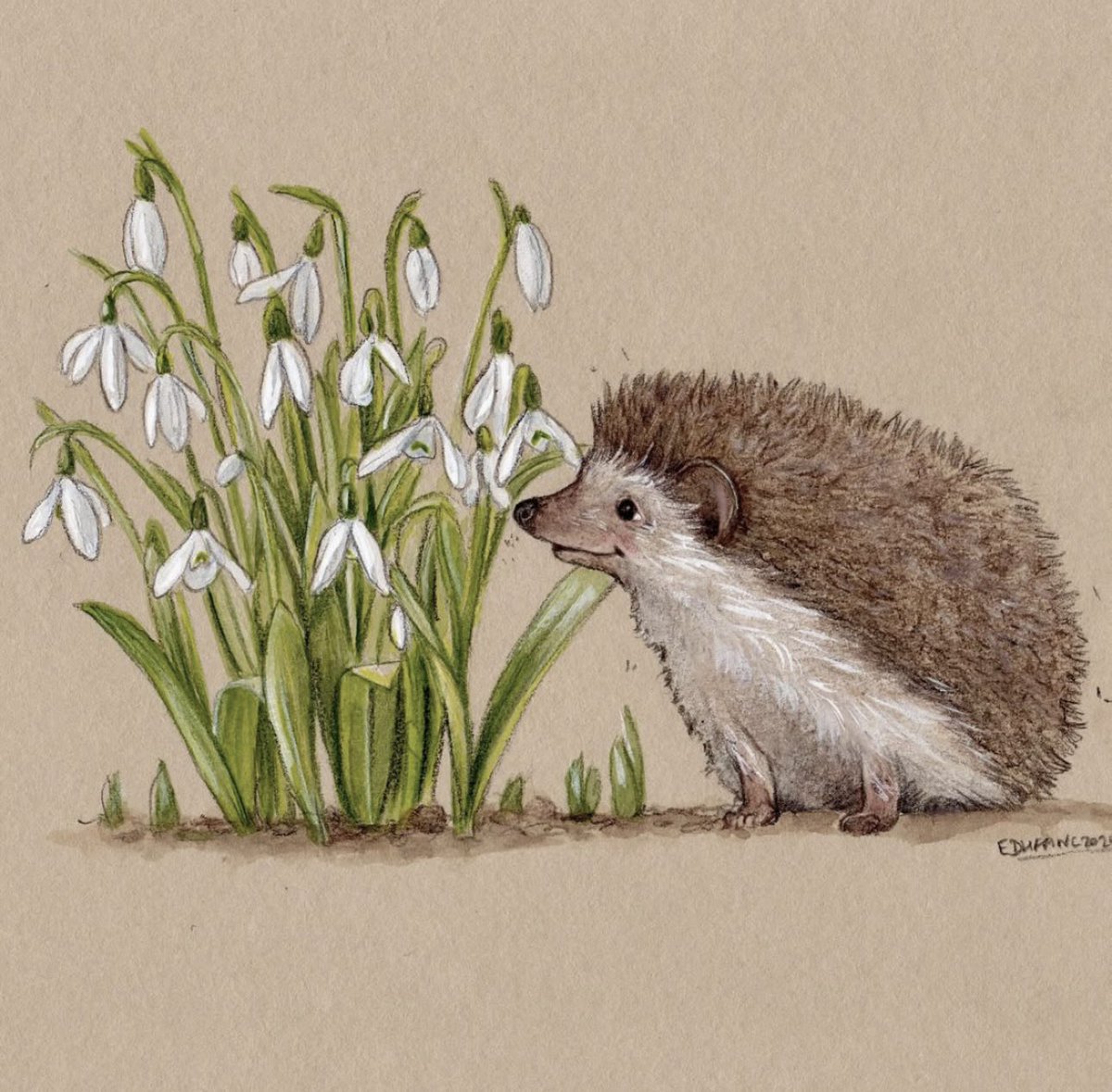 TitaniasRealm's tweet image. Hedgehog and snowdrops by Emily Duffin