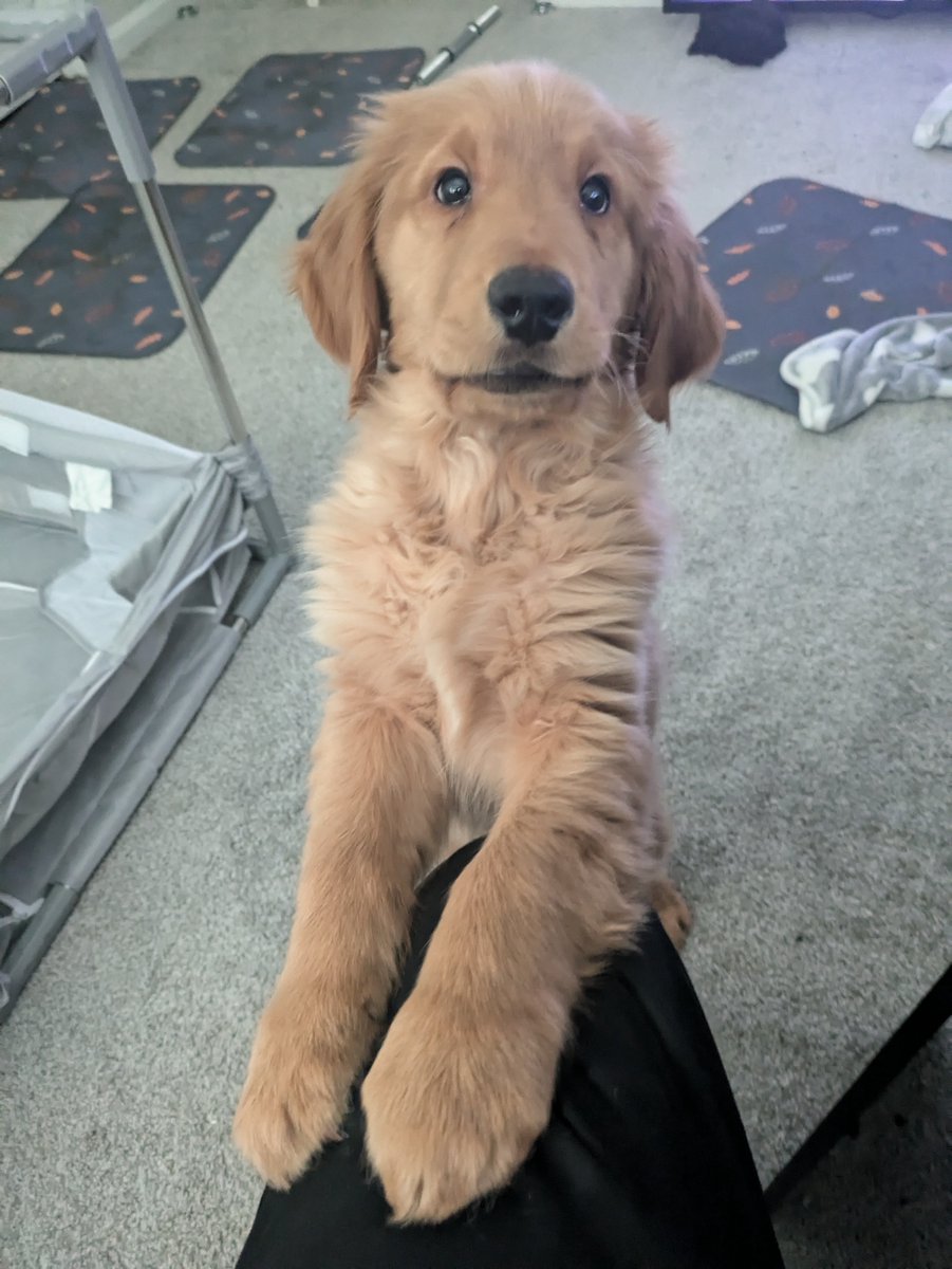 JacksonSmi15935's tweet image. Hi everyone! I&apos;m overwhelmed by all my new friends! So much that I decided to stand on my hind legs😂😂