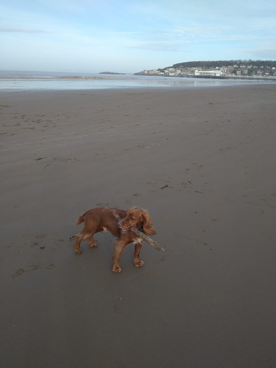 Alexandra Lausen (@lausen_aj) on Twitter photo This year our #Bristol team is supporting #FitnessFebruary by collectively covering 225km. Shockingly, this is the average no of public buildings still containing asbestos in the local authorities we know about. Our lovely Mandy kicked us off today with a 4 mile dog walk! <a href="/Mesouk/">Mesothelioma UK</a> This year our #Bristol team is supporting #FitnessFebruary by collectively covering 225km. Shockingly, this is the average no of public buildings still containing asbestos in the local authorities we know about. Our lovely Mandy kicked us off today with a 4 mile dog walk! <a href="/Mesouk/">Mesothelioma UK</a>