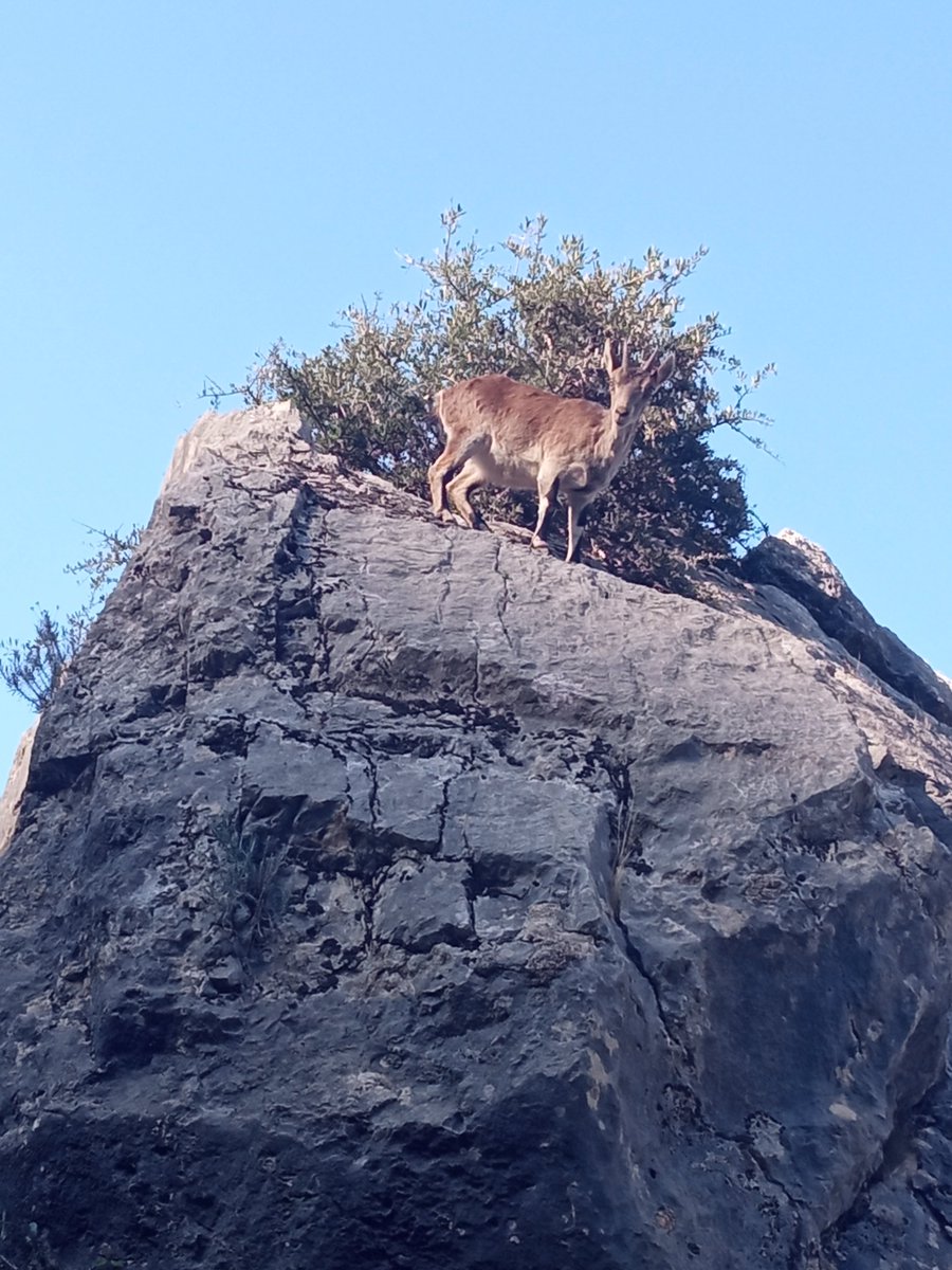 En estos días las cabras montesas se están dejando ver por el entorno del cortijo. Un placer para la vista. 🐐🏞️

#otiñar #haciendasantacristina #jaen #oleoturismo #cabramontesa #fauna #faunasalvaje #mundorural