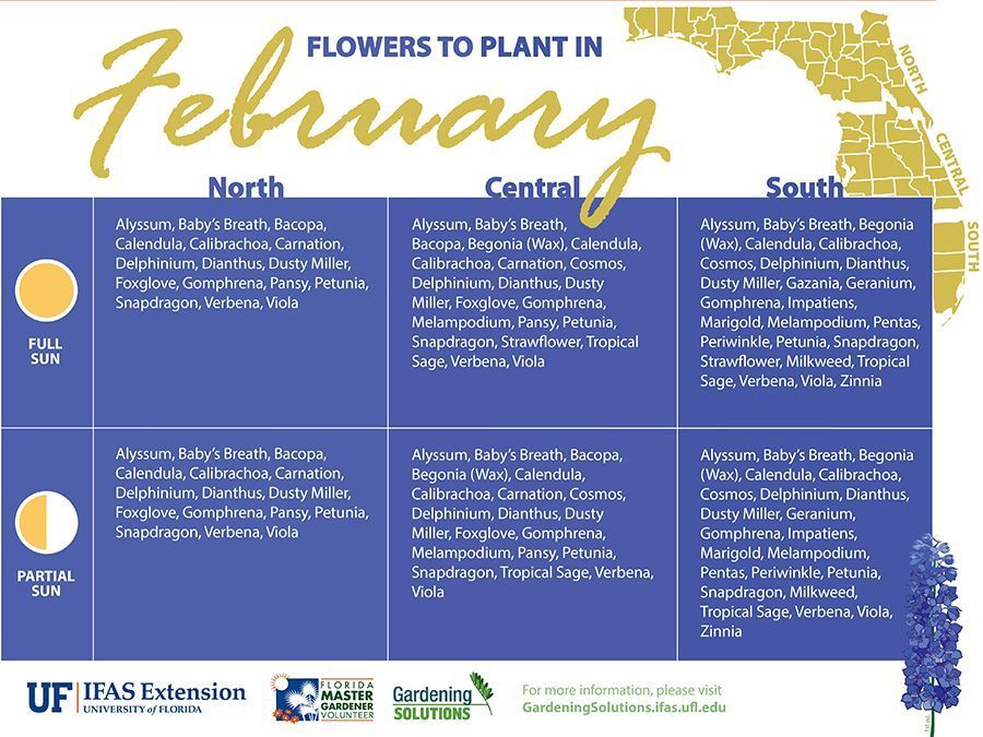 FL Master Gardener Volunteer Program (@floridamgs) on Twitter photo Why not plant some flowers while the weather's still nice? Delphiniums, snapdragon, and more. Find the text and printable versions of this infographic on <a href="/UF_IFAS/">UF IFAS Solutions</a> Gardening Solutions. gardeningsolutions.ifas.ufl.edu/plants/ornamen… Why not plant some flowers while the weather's still nice? Delphiniums, snapdragon, and more. Find the text and printable versions of this infographic on <a href="/UF_IFAS/">UF IFAS Solutions</a> Gardening Solutions. gardeningsolutions.ifas.ufl.edu/plants/ornamen…