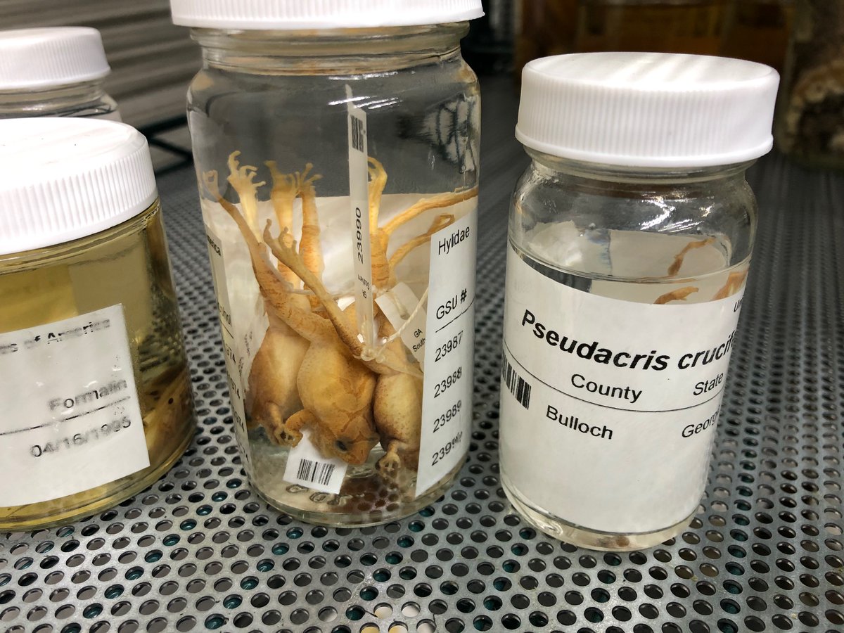 Georgia Southern Herp Collection (@herpgsu) on Twitter photo The peepers are peeping! Our collection holds 454 specimens. #frogs The peepers are peeping! Our collection holds 454 specimens. #frogs