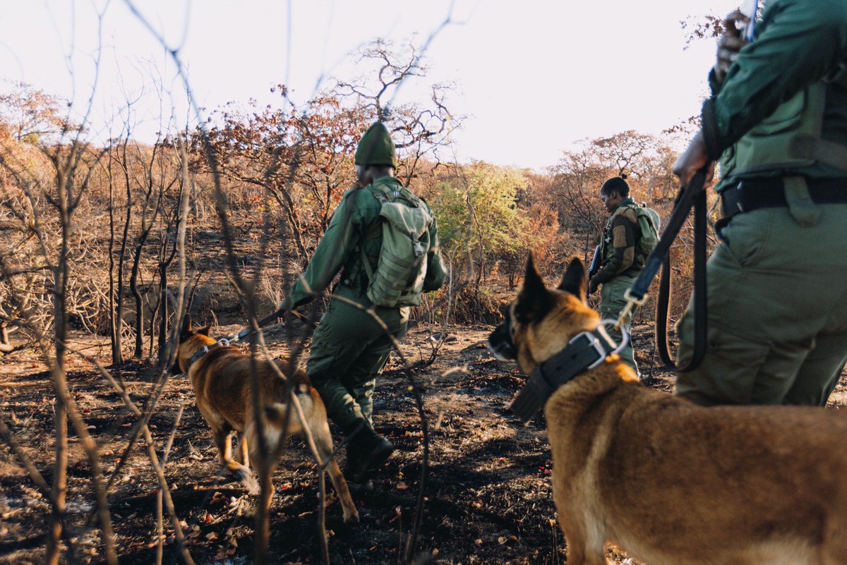 weareakashinga's tweet photo. Working in Southern Africa’s unique and #ChallengingEnvironments is our privilege. We’re on the ground protecting wildlife, restoring ecosystems, and empowering communities. Together, we turn obstacles into opportunities for a brighter future. https://t.co/B9apPxHy0L