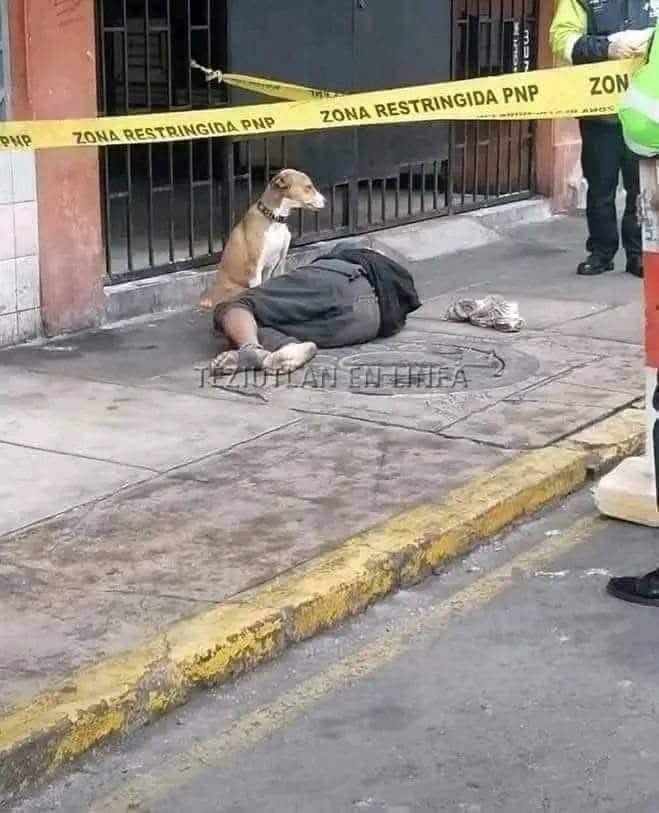 Dilo con perritos tweet media