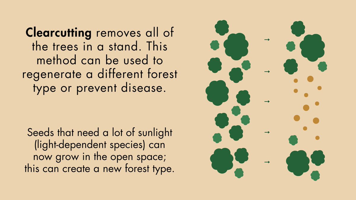 StateForesters's tweet photo. Well-managed timber harvests can create essential products, improve forest health, and protect our resources for the future. Foresters choose a harvesting method based on factors like overall management goals, wildlife conservation, native species retention, and more. https://t.co/AHH2Lr24wQ