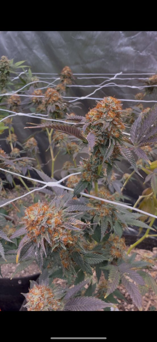 The contrast on this Heartbreaker F2 # 11 is crazy on week 8, the dark orange hairs really stand out against the background of frosty bulbous trichomes, some phenos have more slender nugs and some are golf ball budd like this one leaning more towards the ogs #weed #og