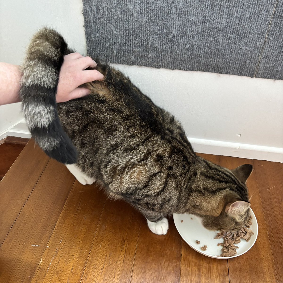 sometimes i Simply Refuse to Eat unless i get Butt Scritches 🥰