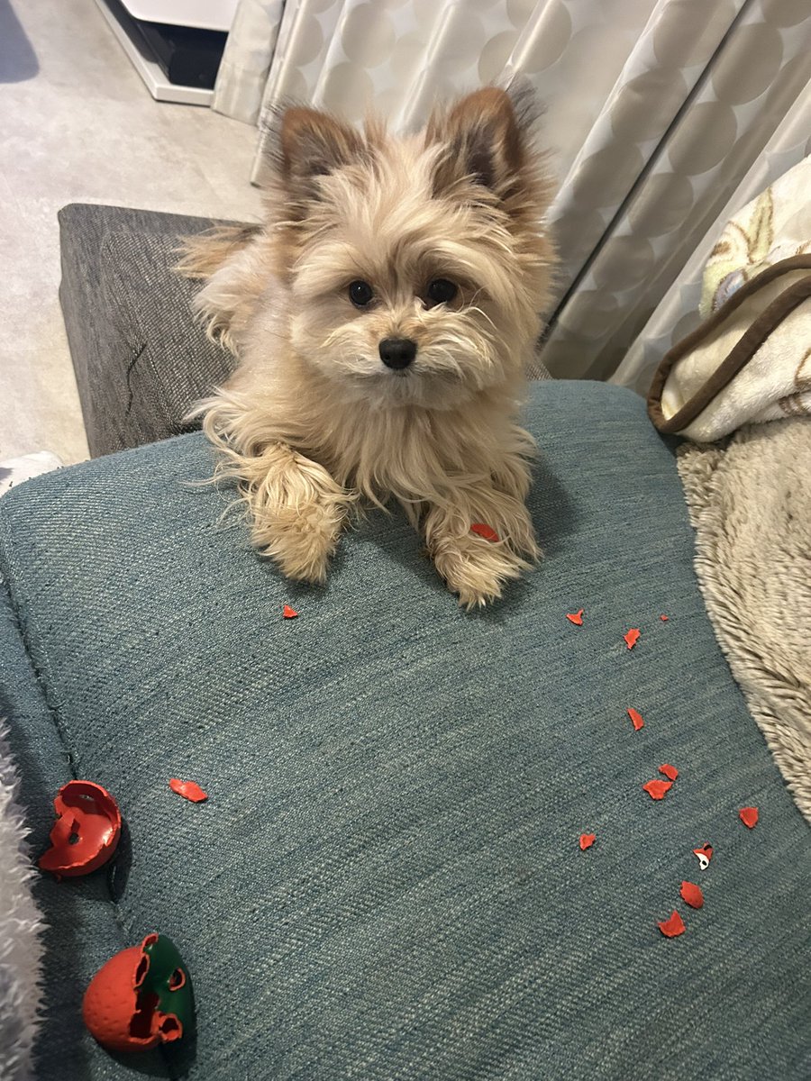 JAPAN__MART's tweet photo. 🍟.｡oO(おはようございます！

もふようび🐶
おもちゃ解体中の愛犬ちゃん🍓
そして急ですが中の人
明日のポストで卒業させていただきます🎓
中の人が変わって運営していく予定なので
今後もよろしくお願いします♡

木曜日もご安全に🐶⛑️

#足場専門通販Jマート
#企業公式が地元の天気を言い合う https://t.co/sat4VWttQk