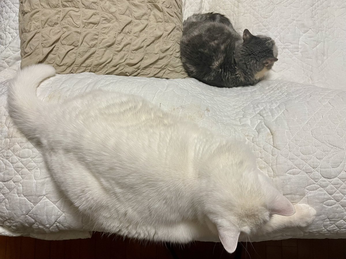 ラフが大きいのか、ややセンパイが小さいのか⁈🤔