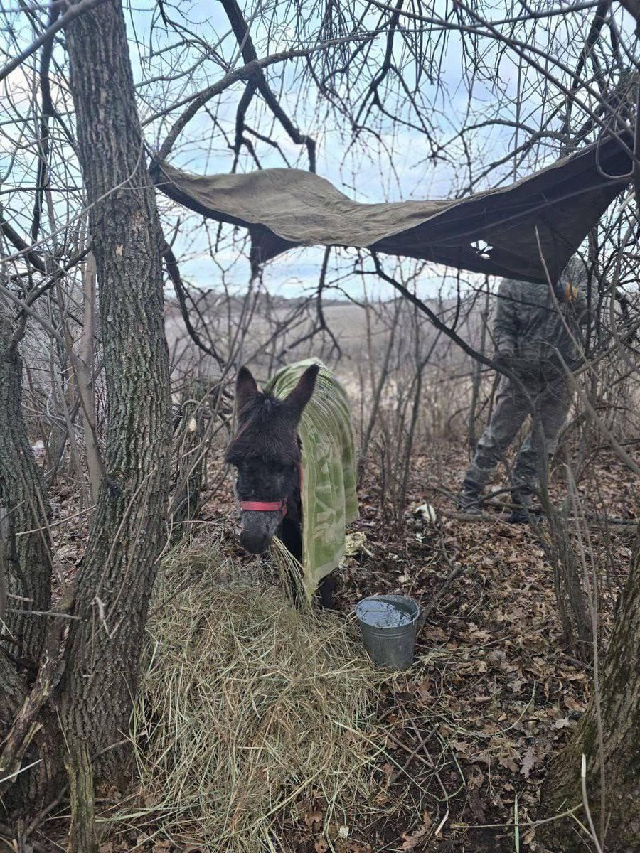 bayraktar_1love's tweet photo. In the last couple of days, there have been numerous videos appearing of Russian soldiers who have donkeys at their disposal. According to Russian sources, they have begun to be given to some units as pack animals.
 https://t.co/Su96hBedkw https://t.co/dUpBtGwOMw
