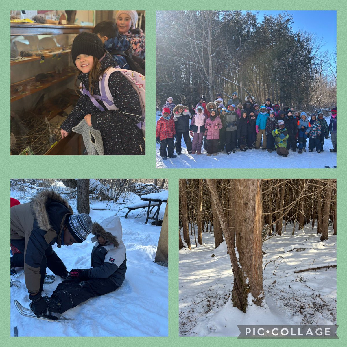 What a day! Our class and <a href="/MsSTeacher1/">Ms Schellenberger</a> s class braved the cold and headed to Baxter Conservation Area to learn more about animal adaptations and habitats! We also got to go snowshoeing! 🐇 🐾 🐭 🐺🪵❄️ <a href="/StElizabethOCSB/">St. Elizabeth School</a>