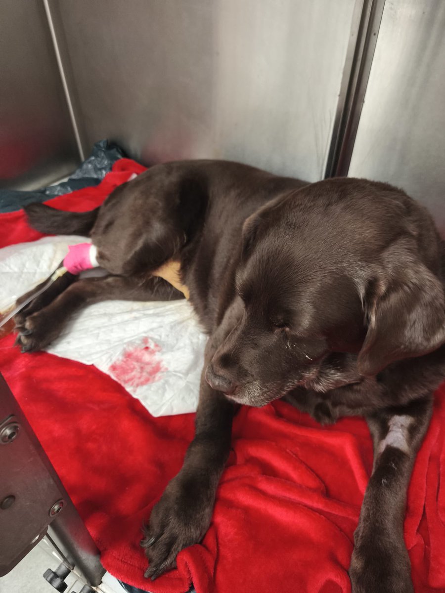 Hola chavales , 
estos días no habrá directos ya que hemos tenido urgencia con Kira, la han operado de un tumor en la vegija y toca recuperarse . Le han podido quitar todo el tumor. Así que si me echáis de menos es por esto . 
Si es posible mañana volvemos
Go again? No se…