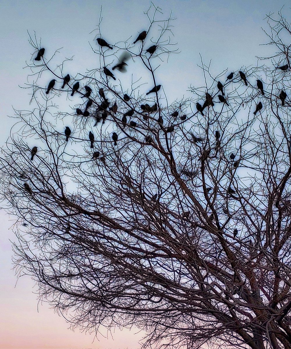 mark_sarden's tweet photo. Mark's Photography  
Birds in a tree 
#Birds #tree #outdoors #Pixoto #nature https://t.co/2jGp87pLvy