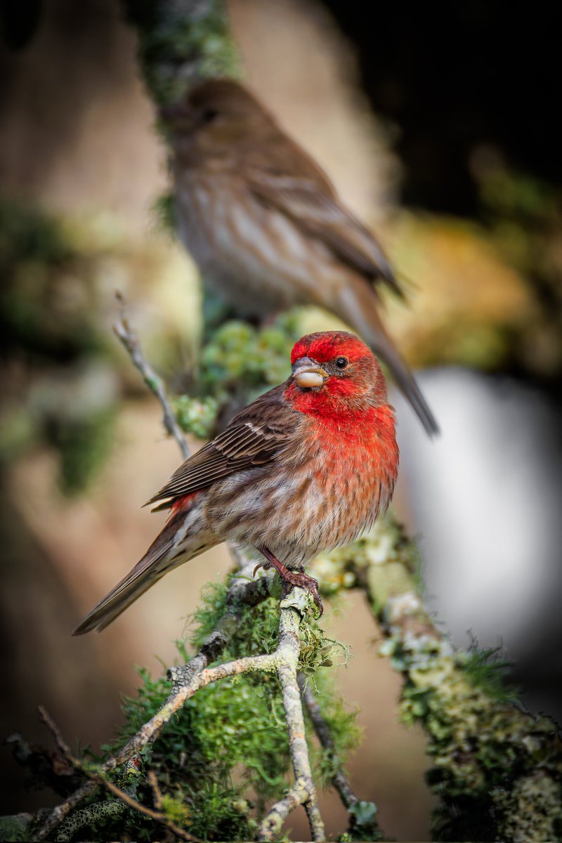 Michael Gillman tweet media