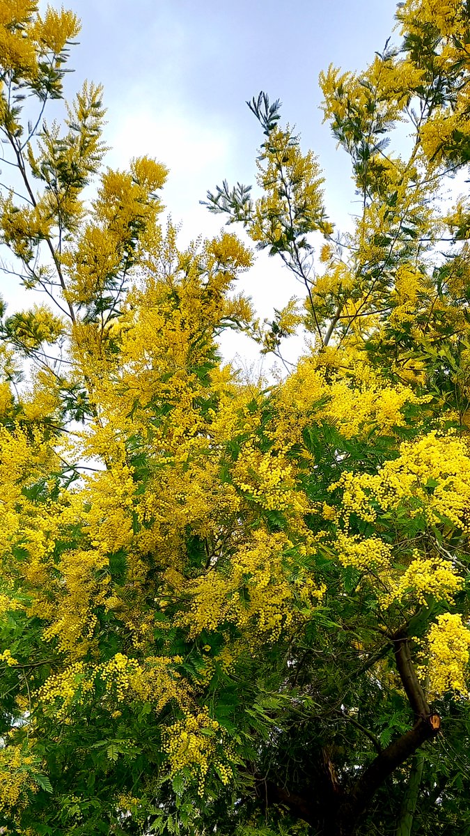 Doğum günüm ya...
Geçenlerde bir yerde okudum; "insan her yaşın acemisidir".  Öyle.
Bugünkü yürüyüşte bu güzel mimozaya rastladım.
Yarım saat sonrasında sulu kar yağdı. 
O yine tüm haşmetiyle oradaydı
Böyle olmak lazım belki; kışta bile açmak lazım.
Yaşamak denen şey bu olmalı.