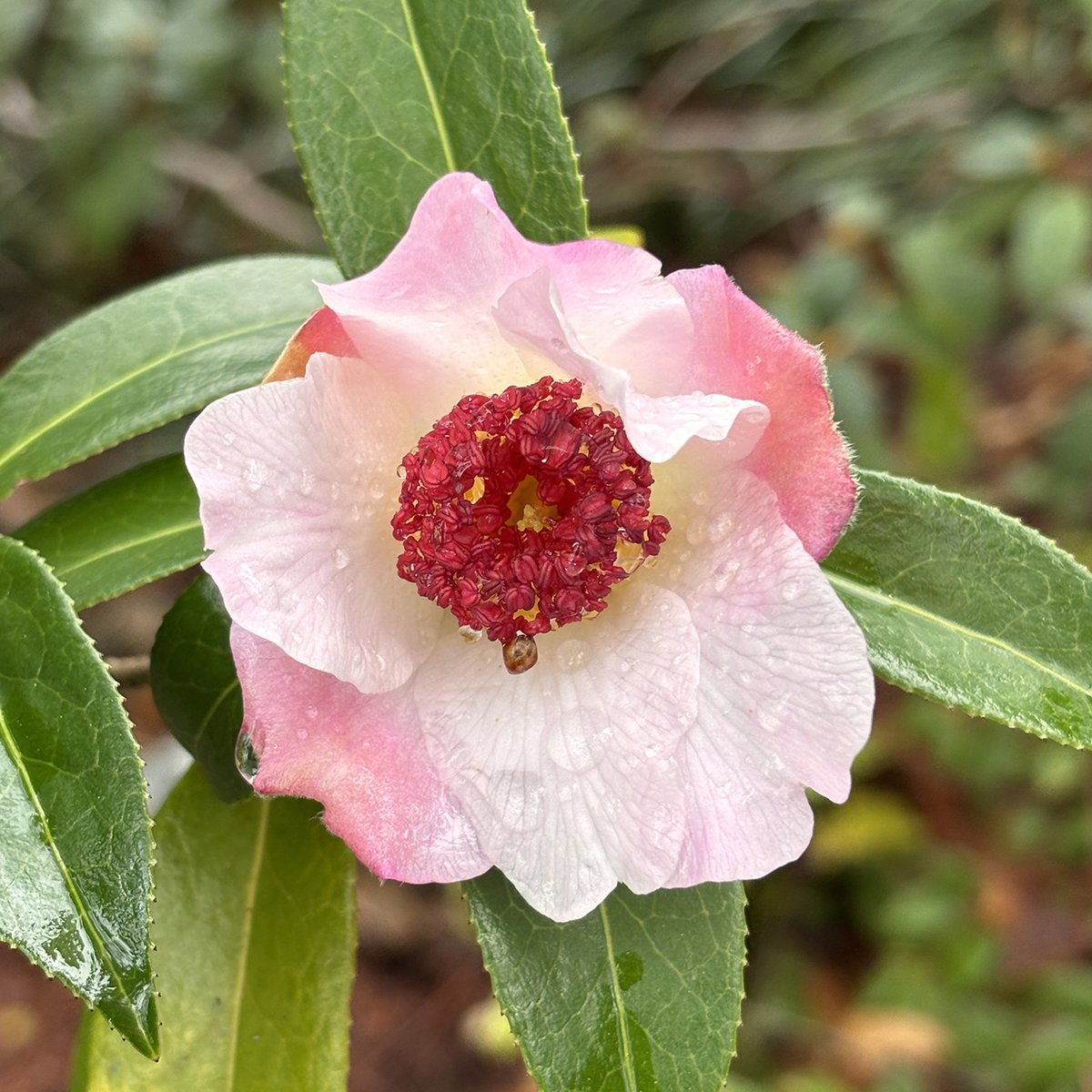 #Camellias are in bloom in the Asia Collection!  Camellia reticulata, bed 222. #ucbg #botanicalgarden