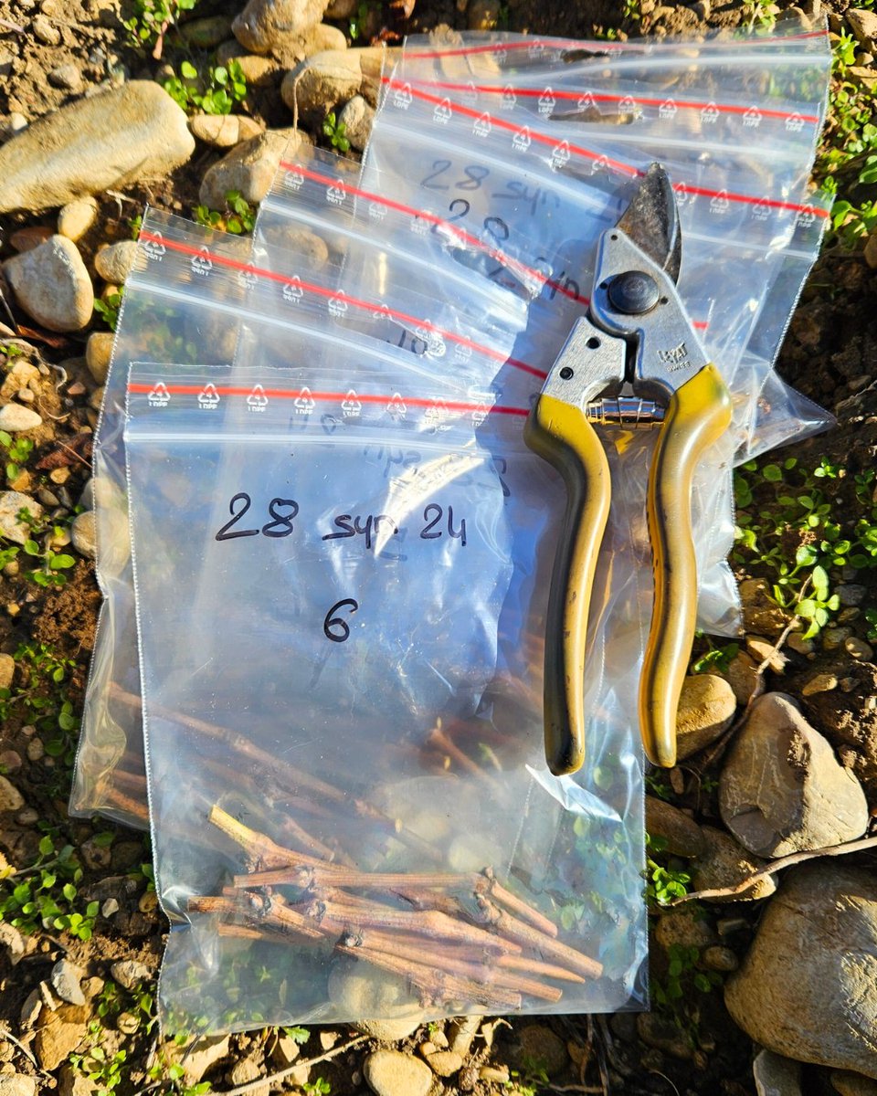 🔎 FOCUS AUTOCONTROLE : 5 ans après la plantation puis tous les 10 ans, les parcelles de vignes mères de porte-greffes et de greffons font l’objet de contrôles sanitaires contre le court-noué et l'enroulement.🌱

#Vitipeps #pepiniereviticole #plantsdevigne #plantfrancais