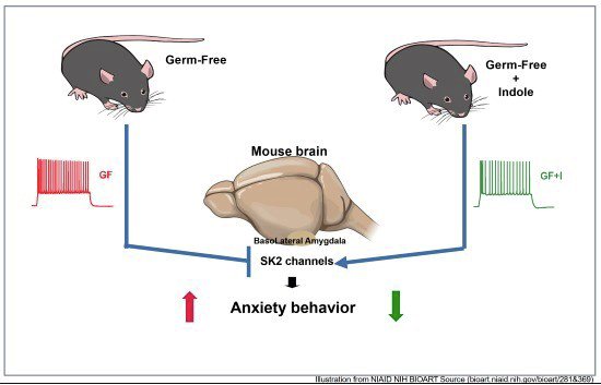 EMBO Mol. Medicine (@embomolmed) on Twitter photo Online today ➡️#MicrobialMetabolites tune #amygdala neuronal hyperexcitability and #anxiety -linked behaviors.
By W. Yu, Y. Xiao, S. Pettersson, H.S. Je & colleagues <a href="/dukenus/">Duke-NUS Medical School</a>
🗞️doi.org/10.1038/s44321… Online today ➡️#MicrobialMetabolites tune #amygdala neuronal hyperexcitability and #anxiety -linked behaviors.
By W. Yu, Y. Xiao, S. Pettersson, H.S. Je & colleagues <a href="/dukenus/">Duke-NUS Medical School</a>
🗞️doi.org/10.1038/s44321…