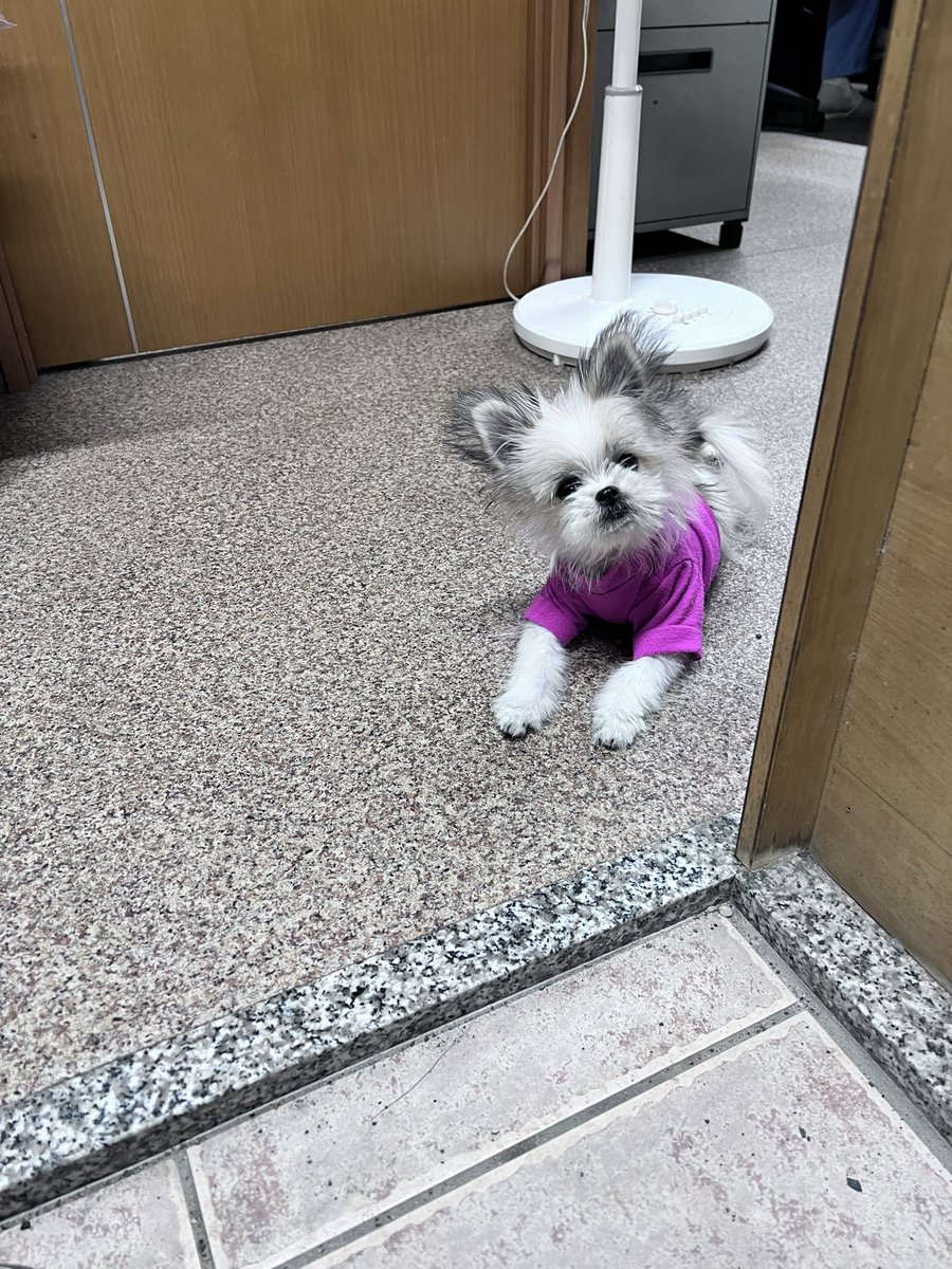 riceball3589's tweet photo. @cryptobeastreal My dog needs another surgery and I'm very down on ALPHA now. 

This would really help me a lot as she is the best thing to happen to me and I really don't know how I'll be able to afford it 😢 https://t.co/CKjfMmZNvM