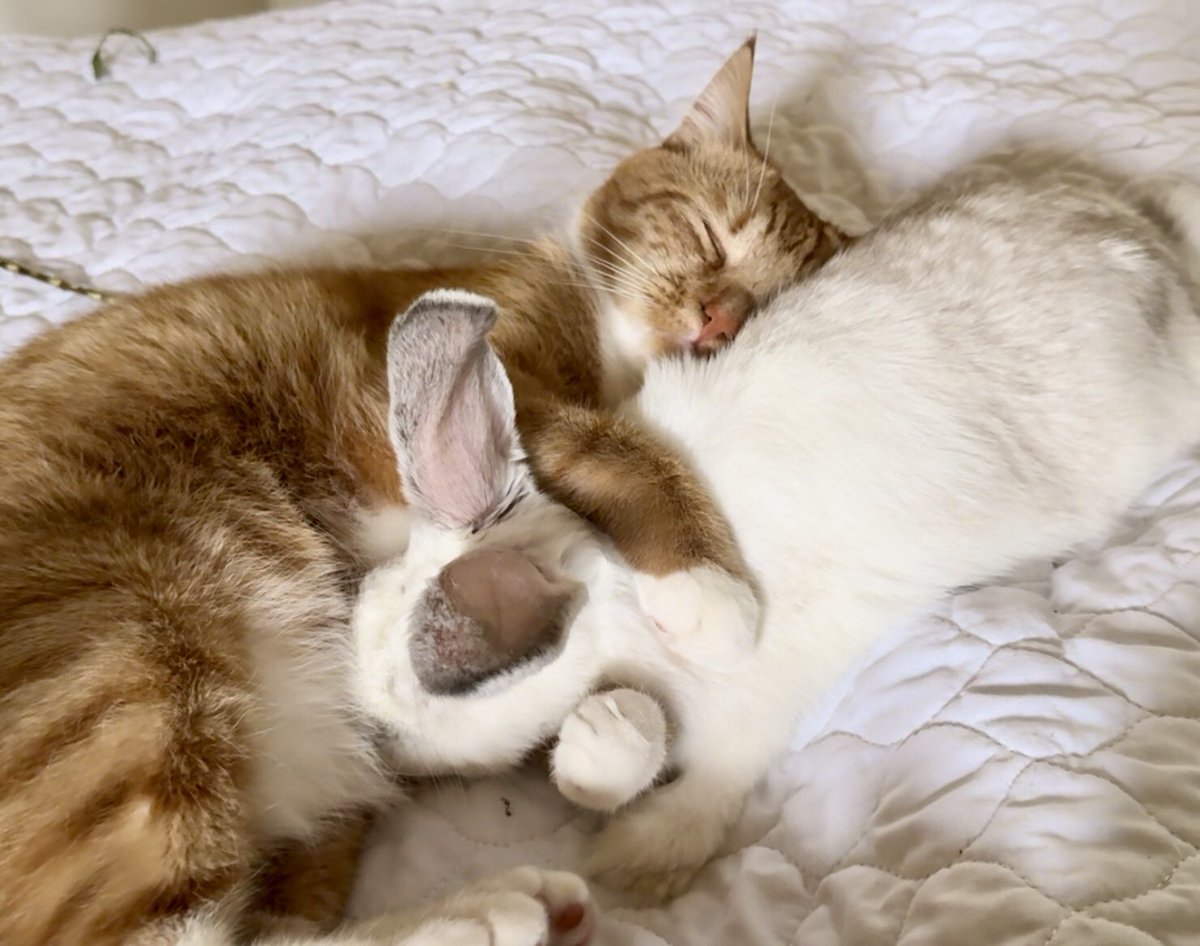 IzuYuta's tweet photo. ニンジン色のねこさんといっしょw🥕🐇 https://t.co/uDFMbSLKLo